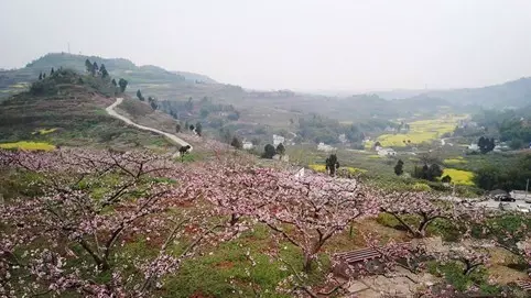 全国百强村集体经济总量_村集体经济分红