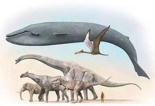 009为什么没有动物比蓝鲸的体型还大