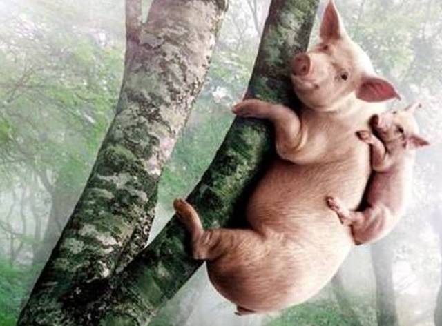 如何让猪上树?