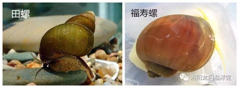 致命问题:你吃的是田螺还是福寿螺?