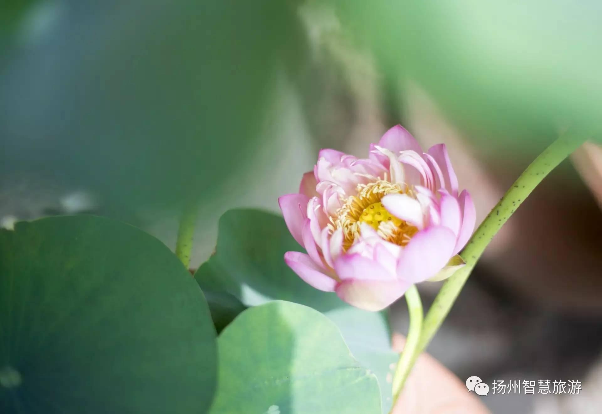 扬州| 烟雨朦胧 小巷人家