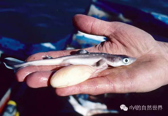 【rlyl物种说】今日--白斑角鲨(spiny dogfish)