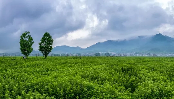 艾草,千年来的守护