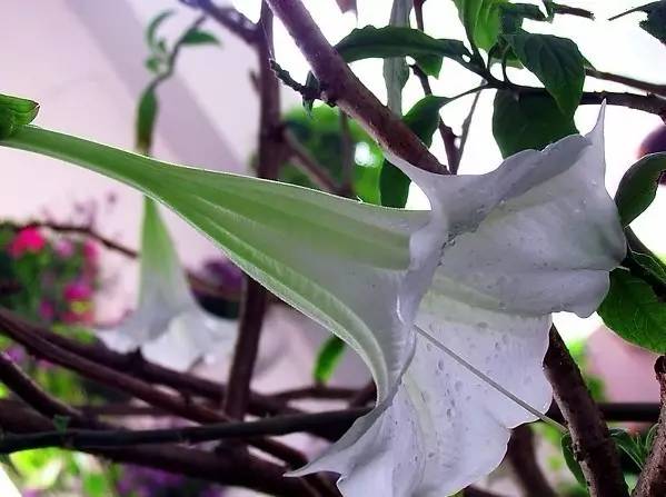 植物,是中医学常用的草药,但具有毒性,不能过量服用(药 中药材 化痰