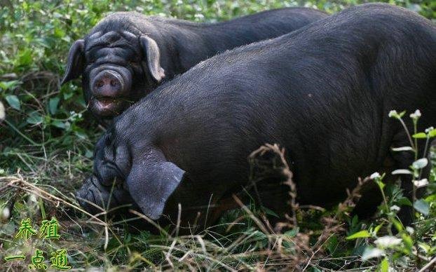 雅南猪几个重要饲养阶段的饲料调配