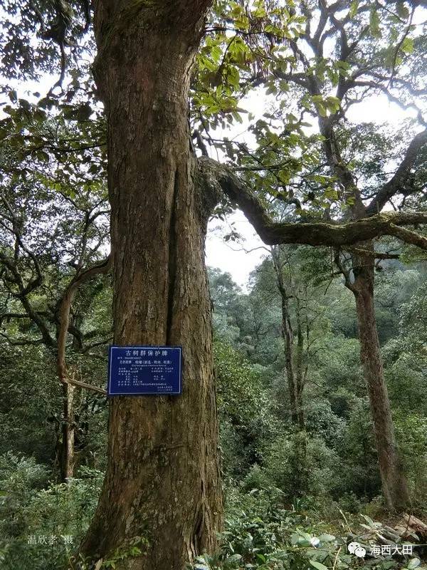 钩锥古树群:二·大田县太华镇德安村(安山)钩锥古树群该古树群位