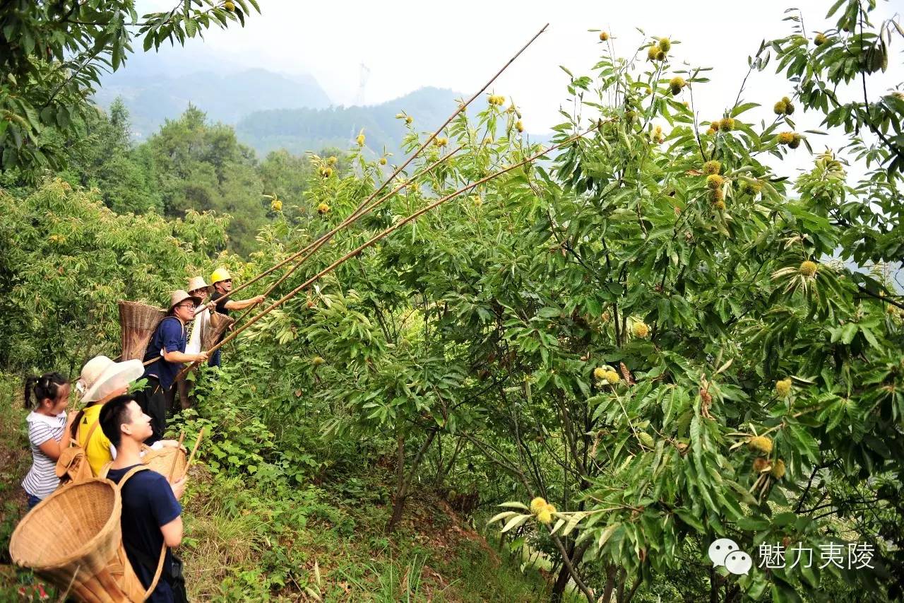 定了!9月9日到乐天溪打板栗,想去的看这里