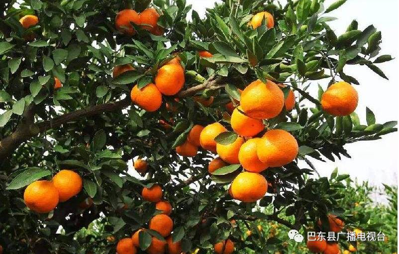 巴东县柑橘产业协会正式成立