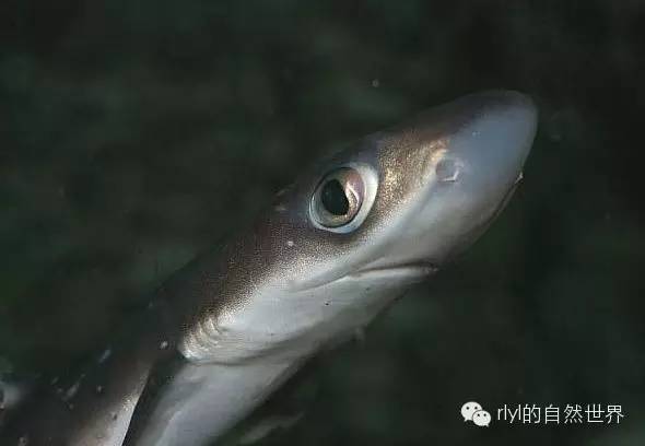 【rlyl物种说】今日-白斑角鲨(spiny dogfish)