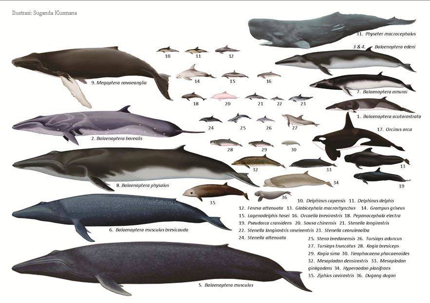 009 为什么没有动物比蓝鲸的体型还大?