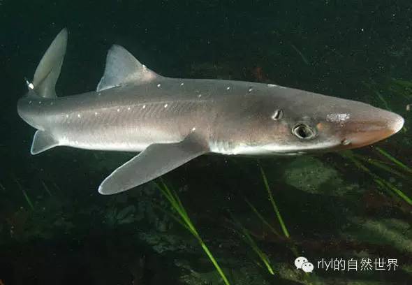 【rlyl物种说】今日--白斑角鲨(spiny dogfish)