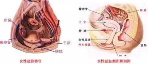 【妇科专家褚苏梅】女性人流和产后,为什么容易患盆腔炎?