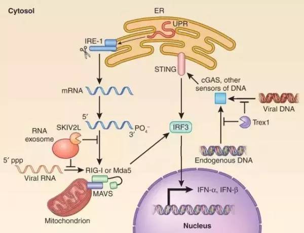 赵斌实验室在cancer research发表论文阐述调控hippo通路的新机制