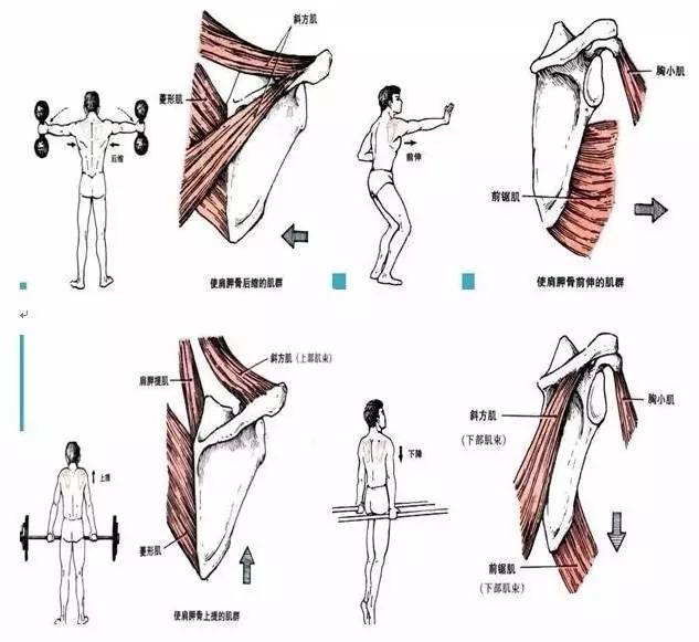 体育 正文  1, 后缩:上斜方肌,菱形肌 2, 前伸:前锯肌,胸小肌 3, 上提
