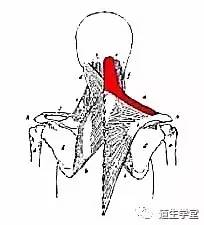 解剖知识斜方肌损伤致头颈肩痛