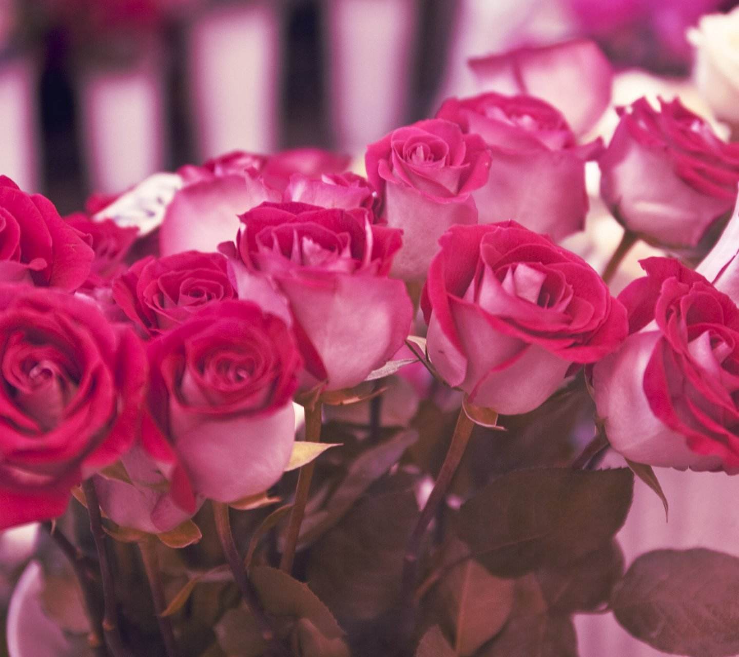 晨露打湿了花瓣,令玫瑰折射出饱含能量的动人光彩,沁人的芬芳,恰似
