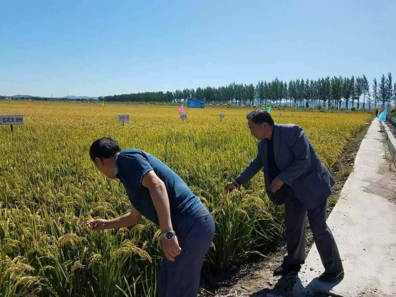 隆源化肥农化专家赴永吉交流水稻种植经验