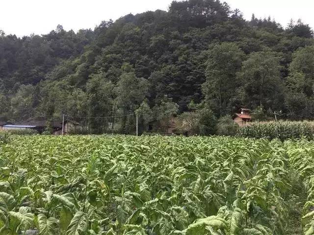 宁静美丽的陕南特色小山村南郑庙坝村