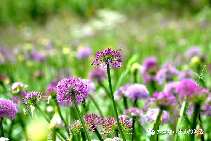 每年从8月起,韭菜坪旅游景区,花香四溢,方圆20平方公里连成一片紫色