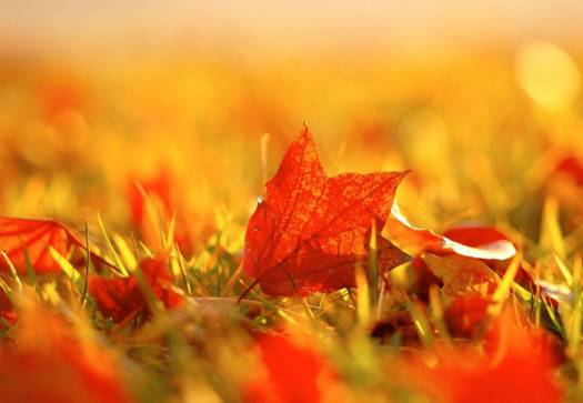 秋和枫叶猜成语是什么成语_很多树叶和一个秋是什么成语 一个秋和很多落叶的