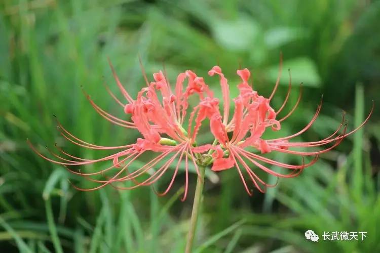 【诗歌】彼岸花 彼岸花 此花开尽更无花