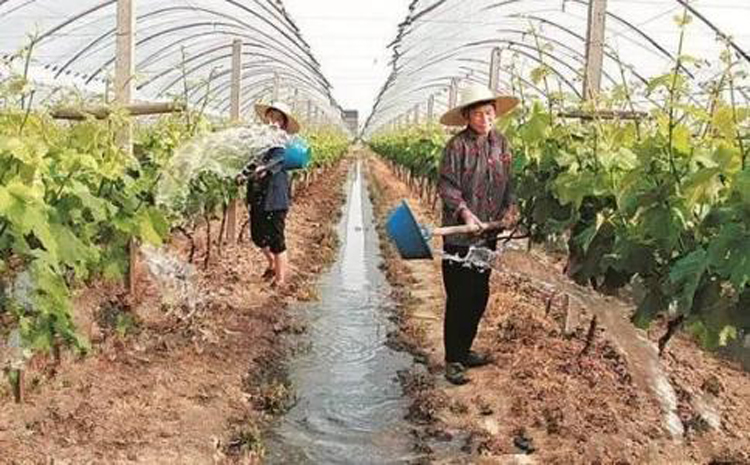 葡萄科学浇水调控空气湿度减少病害发生技术操作