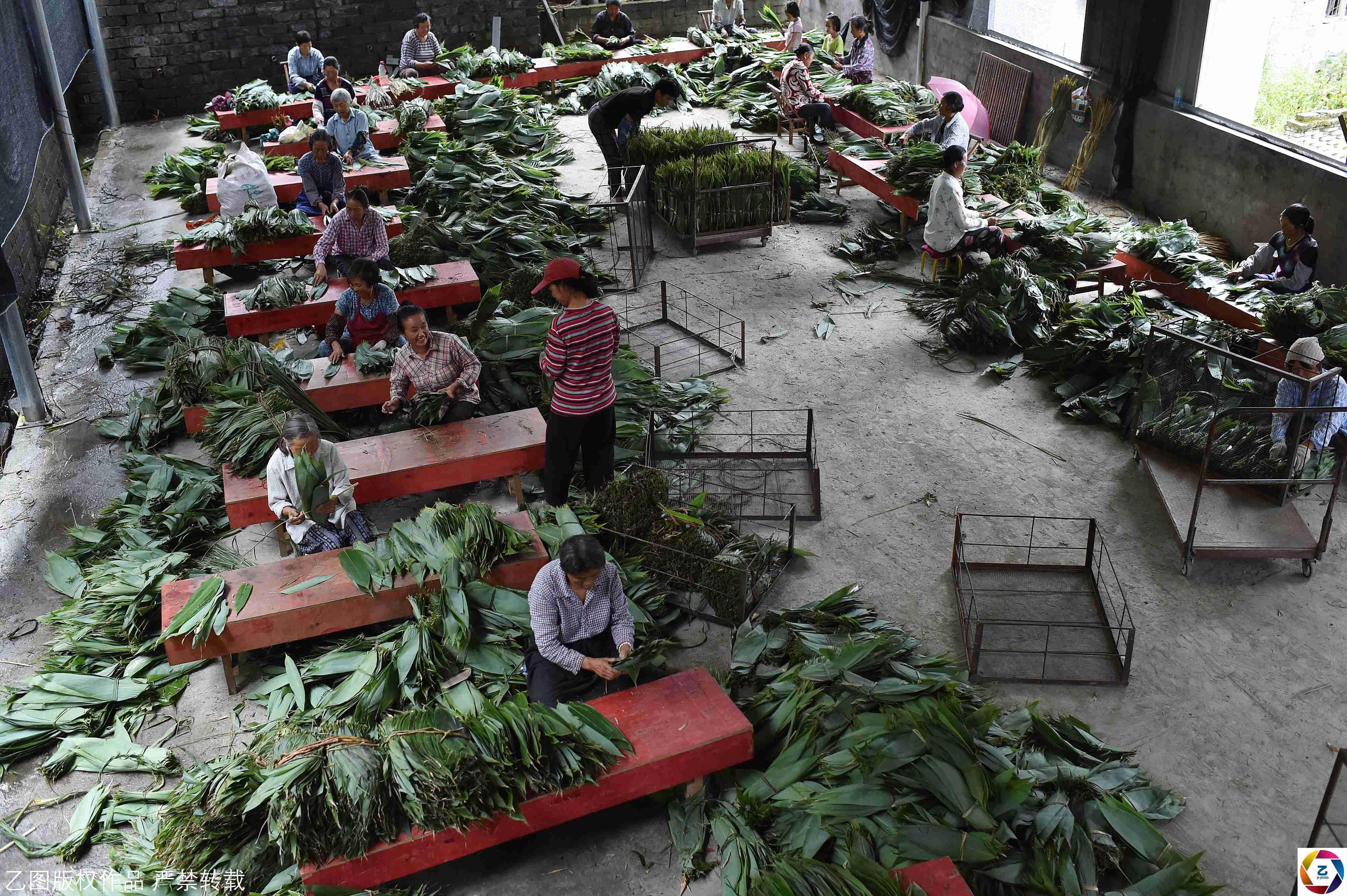 老人深山采粽叶,常遇毒蛇,一天挣百余元