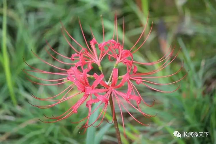 【诗歌】彼岸花 彼岸花 此花开尽更无花