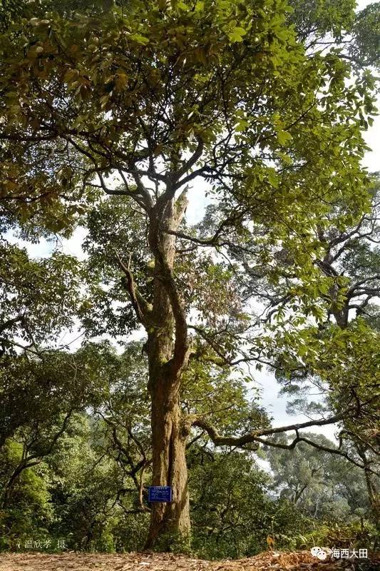 钩锥古树群:二·大田县太华镇德安村(安山)钩锥古树群该古树群位