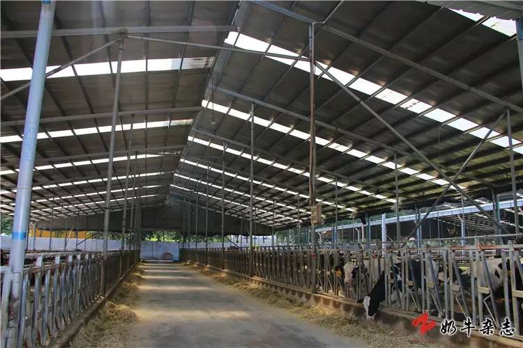 牛舍棚顶设计 20年新的牧场终于建成,10月李晓将牛搬进新牧场,又