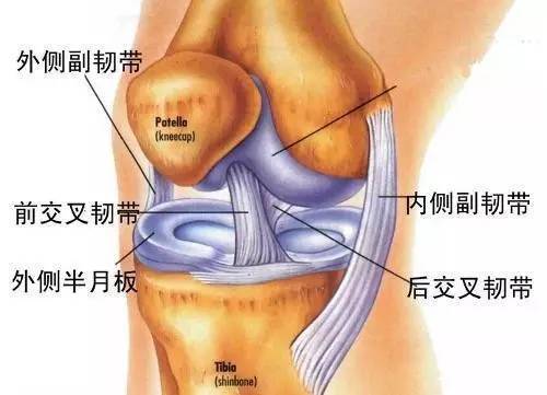 半月板损伤的机制与康复