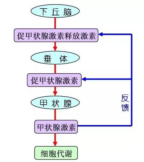 其分泌的甲状腺激素是我们生命活动不可或缺的"燃料"之一,它可以调节