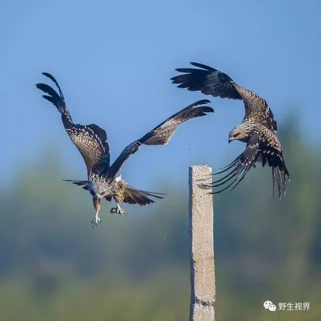 黑耳鸢(学名:milvus lineatus)是鹰科鸢属的一种中型猛禽(体长约65