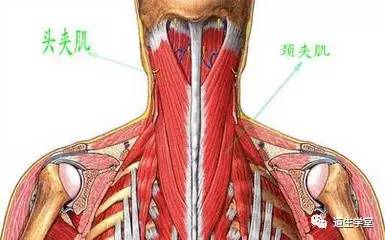 头夹肌位于斜方肌深面,起点广泛分布于项韧带,下部颈椎棘突和上部