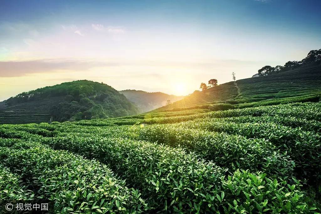 西湖龙井茶的产地位于浙江省杭州市西湖的狮峰,龙井,五云山, 虎跑一带