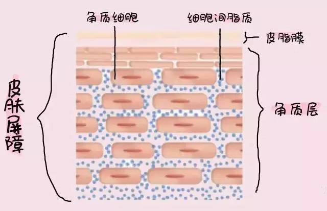 1,角质层