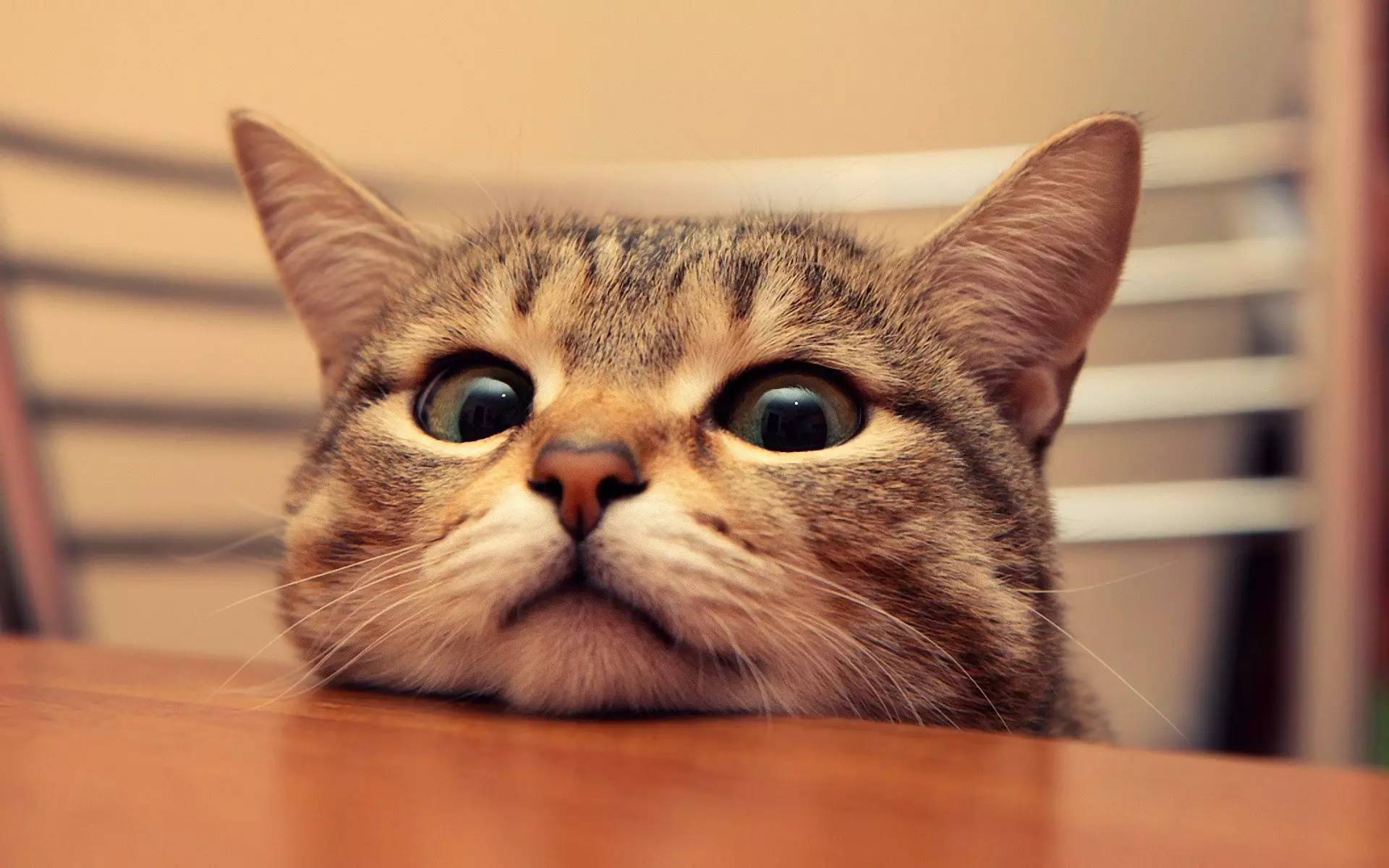 猫 眨眼 乐趣 - Pixabay上的免费照片