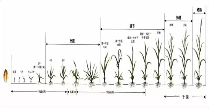半冬性,春性如何划分|怎样选择最适合你的小麦种子