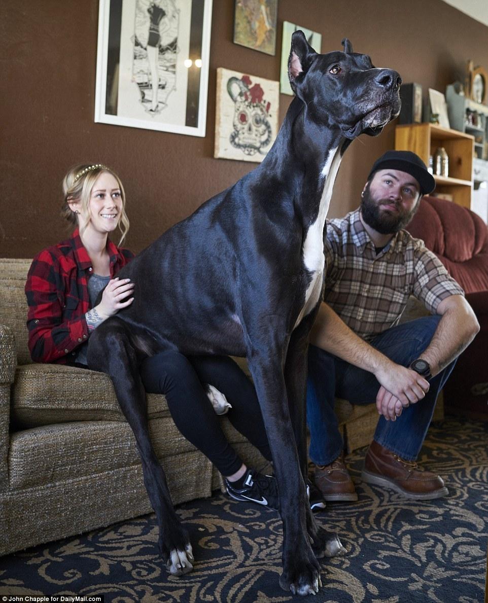 地球上十种体格最大的猛犬,中国的这种狗名列第一,遛狗还是遛人?