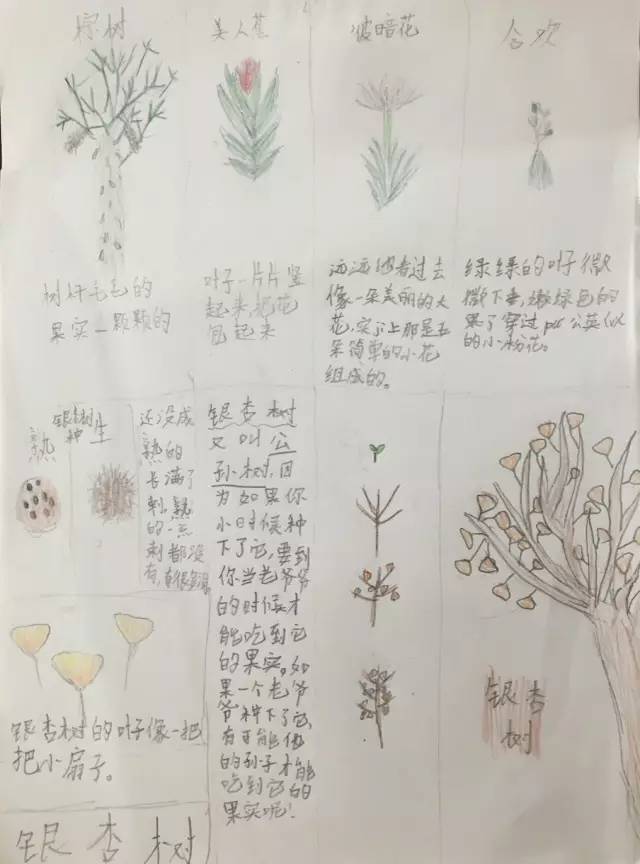 【自然笔记大赛】收作业啦!银杏树,彼岸花,小飞蛾.