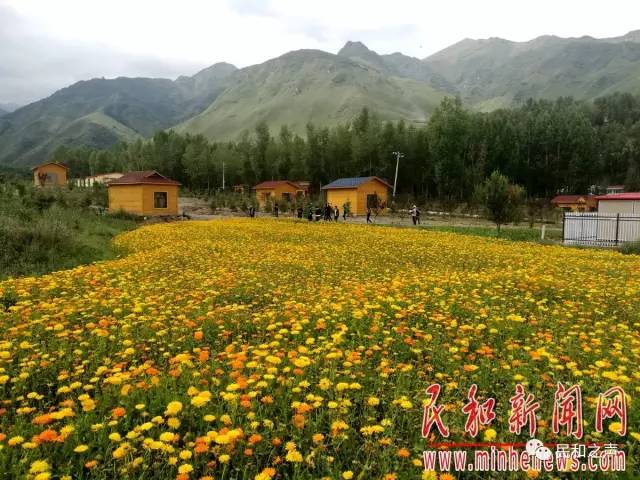 民和七里花海美了山川醉了游客