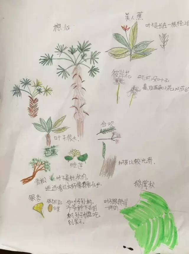 自然笔记大赛收作业啦银杏树彼岸花小飞蛾作品征集进入倒计时快把你的