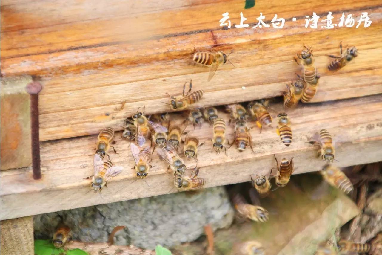 绥阳这类药剂师居然是小动物!