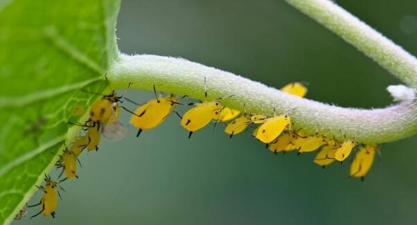 蔬菜蚜虫的防治技术
