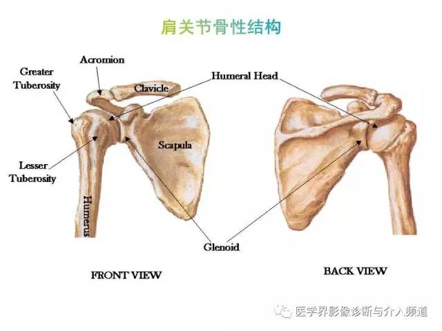 肩关节解剖,没你想的那么复杂