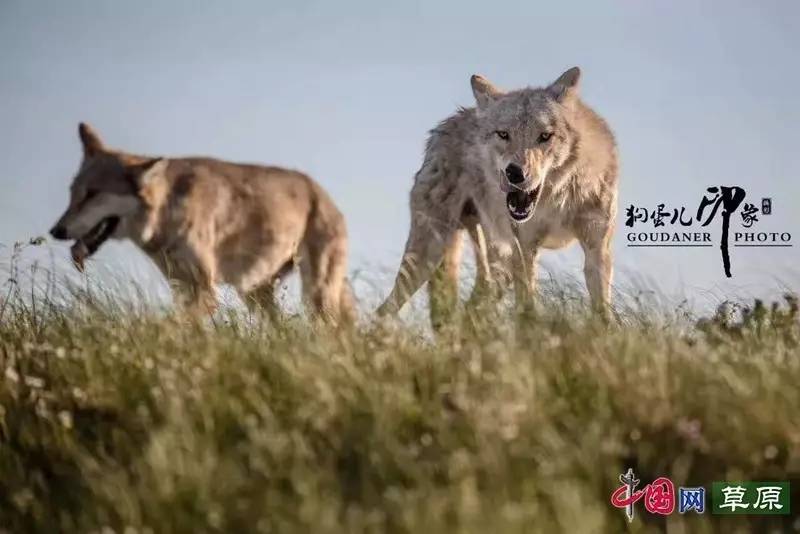 走近草原狼:生命的意义在于不屈服(劲爆组图)