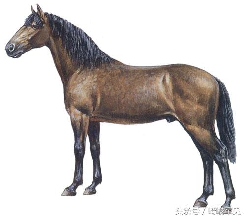 乘马:主要用于骑兵队的骑行,具有赛马体形的马,品种有纯种马,盎格鲁