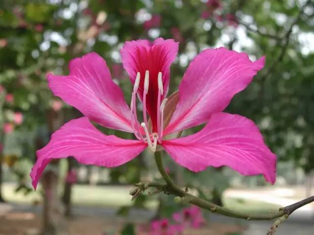 每日一花 | 花大如掌的红花羊蹄甲