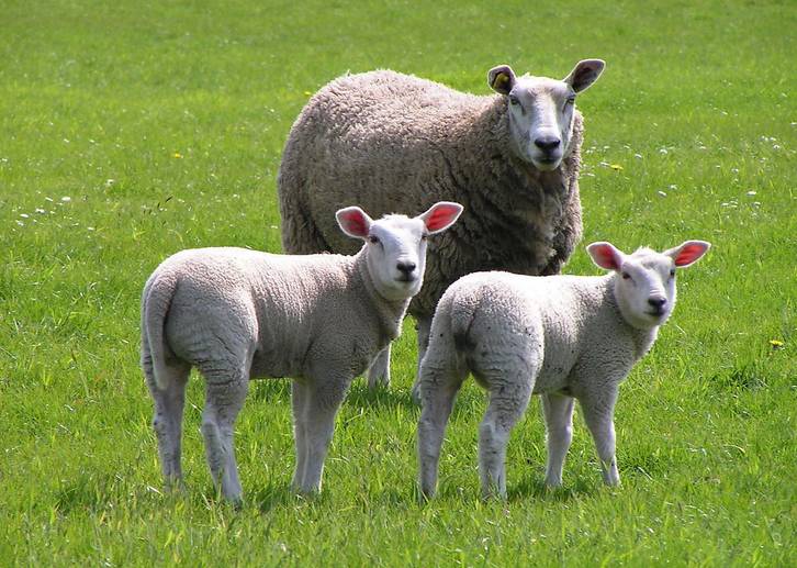 属羊的和什么属相最配_青玄风水 2017年属羊的桃花运,财运,健康如何