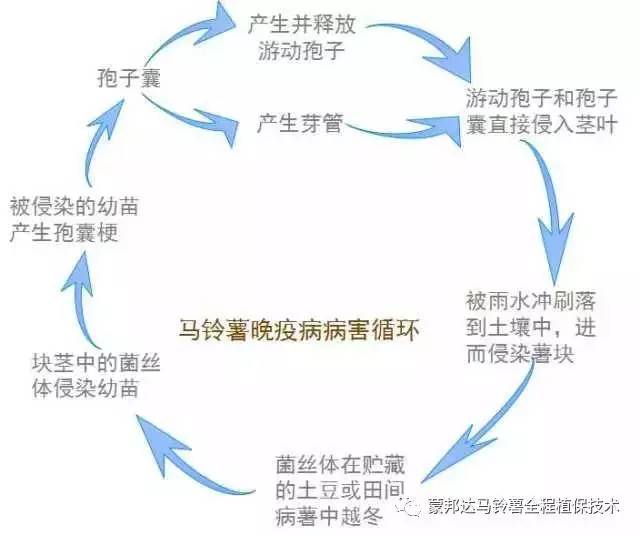 马铃薯早疫病和晚疫病是如何侵染循环